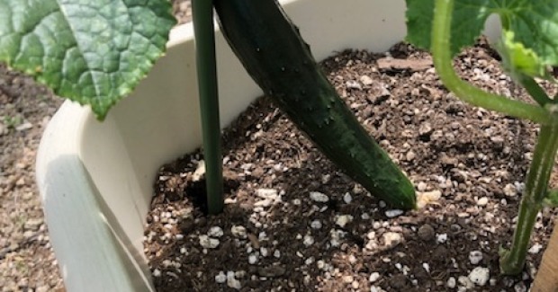 こまがたけ農園での収穫